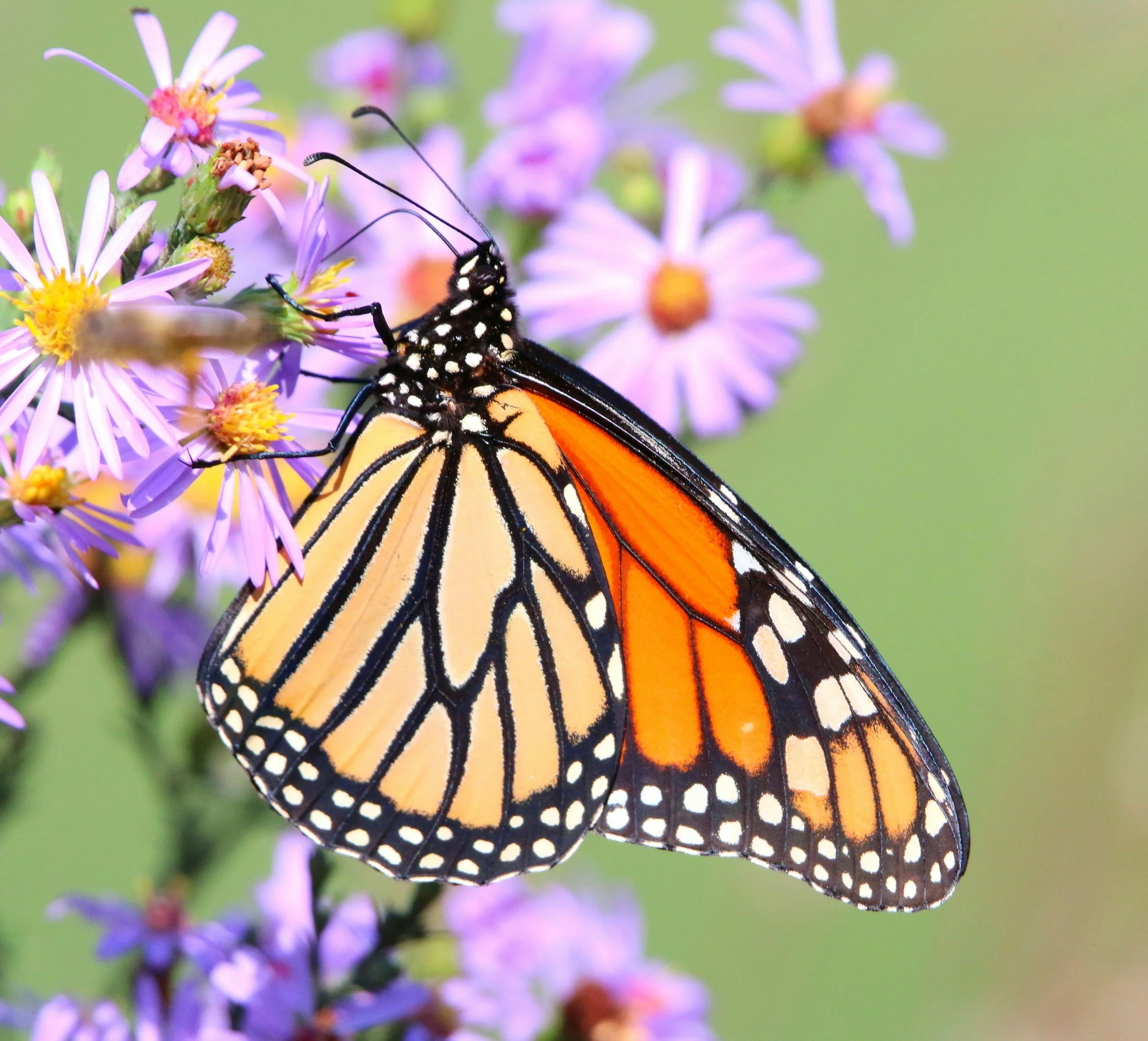 Native plant garden